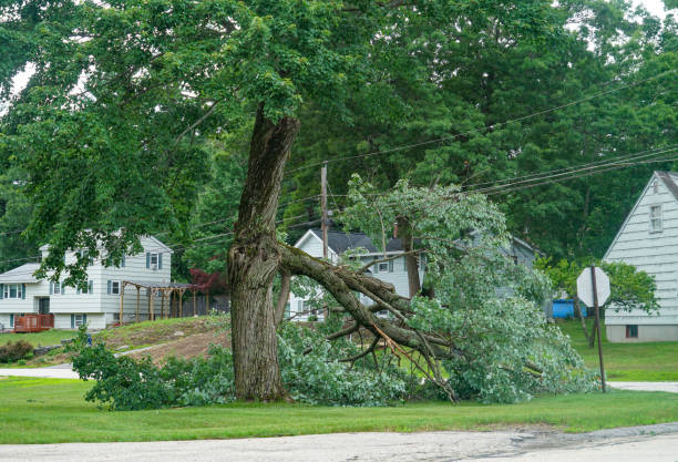 The Steps Involved in Our Tree Care Process in Sequim, WA